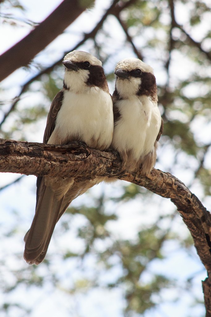 12-Southern white-crowned shrike.jpg - Southern white-crowned shrike